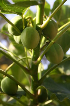 Image of Barbados nut