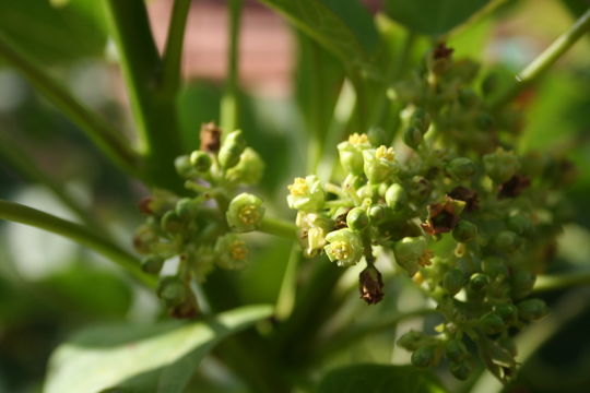 Image of Barbados nut