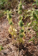 Image of Tumble weed