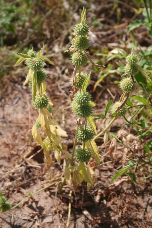 Leucas martinicensis (Jacq.) R. Br. resmi