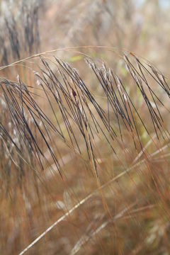 Image of Loudetia hordeiformis (Stapf) C. E. Hubb.