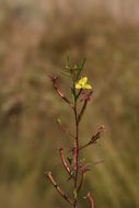 Plancia ëd Ludwigia abyssinica A. Rich.