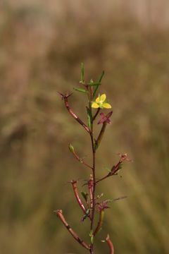 صورة Ludwigia abyssinica A. Rich.