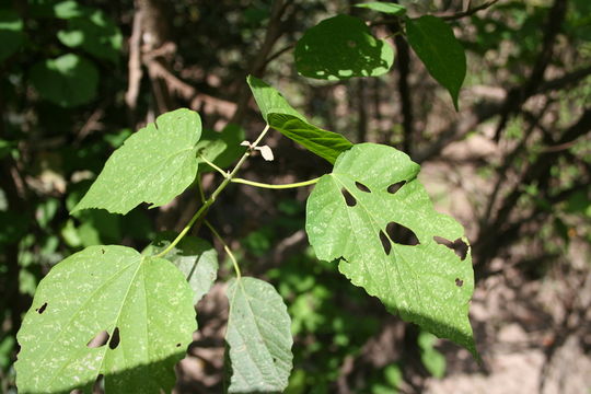 Image of Mallotus oppositifolius (Geiseler) Müll. Arg.