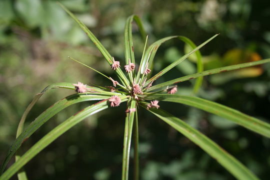 Слика од Cyperus cyperoides (L.) Kuntze