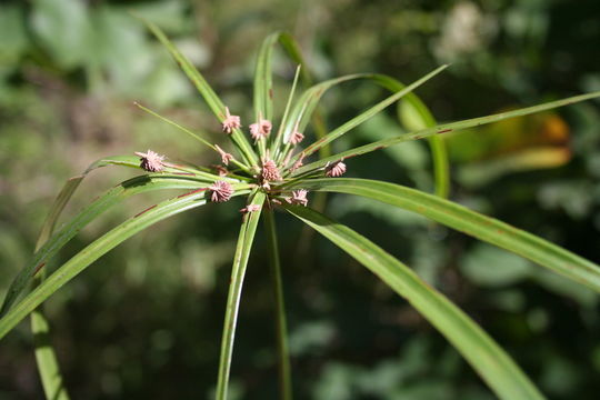 Слика од Cyperus cyperoides (L.) Kuntze