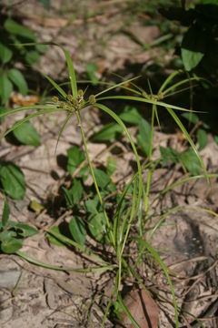 Слика од Cyperus cyperoides (L.) Kuntze