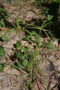 Слика од Cyperus cyperoides (L.) Kuntze