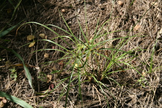 Imagem de Cyperus cyperoides (L.) Kuntze