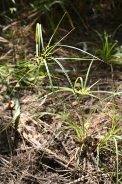 Imagem de Cyperus cyperoides (L.) Kuntze