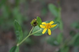 Melanthera elliptica O. Hoffm. resmi