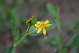 Melanthera elliptica O. Hoffm. resmi