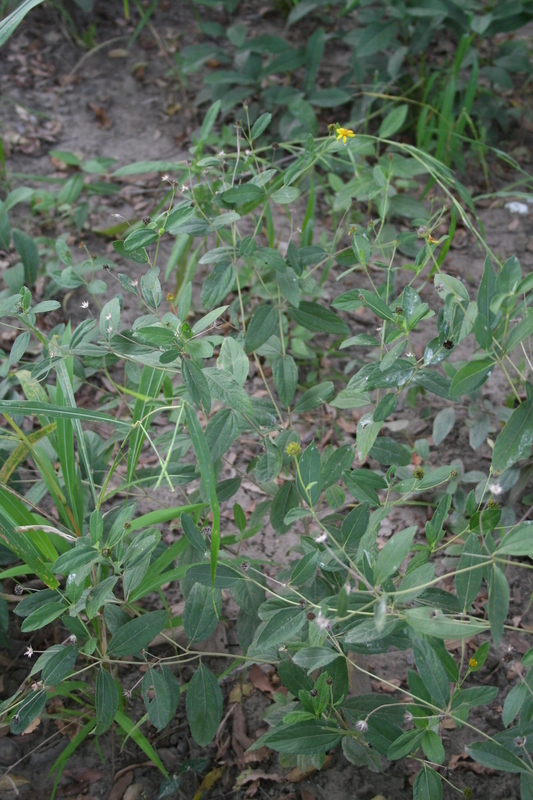 Melanthera elliptica O. Hoffm. resmi