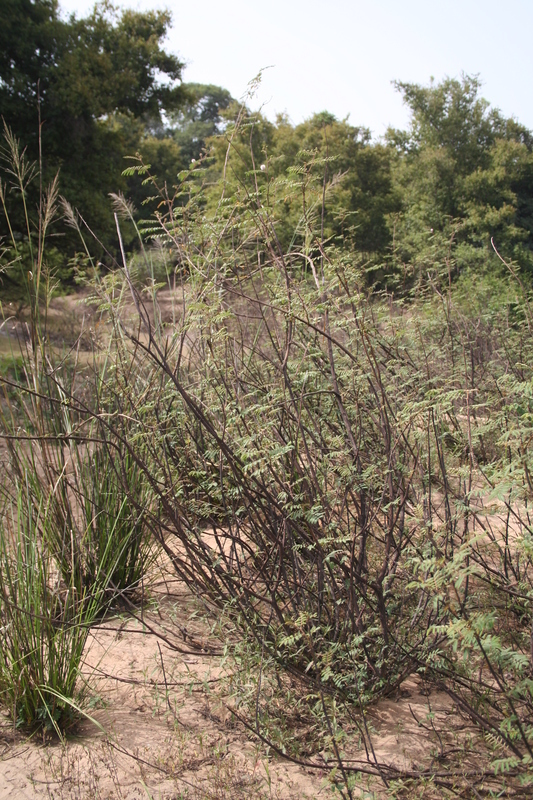 Imagem de Mimosa pigra L.