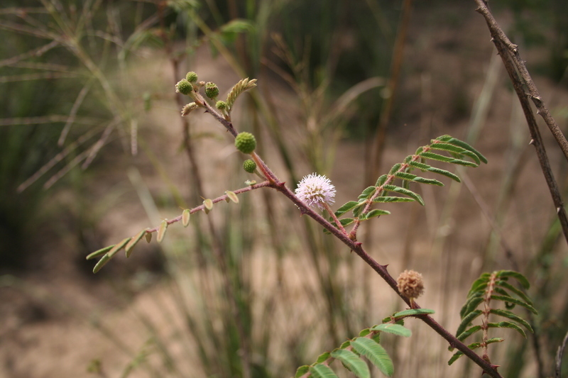 Plancia ëd Mimosa pigra L.