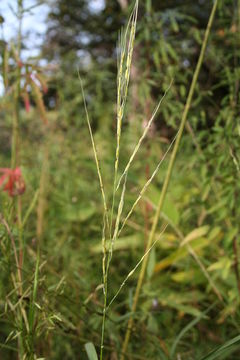 Слика од Oryza longistaminata A. Chev. & Roehr.