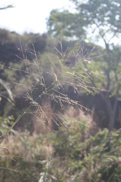 Image of para grass