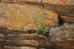 Image of Plectranthus gracillimus (T. C. E. Fr.) Hutch. & Dandy