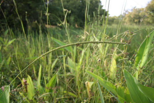 Plancia ëd Sacciolepis africana C. E. Hubb. & Snowden