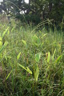 Sivun Sacciolepis africana C. E. Hubb. & Snowden kuva