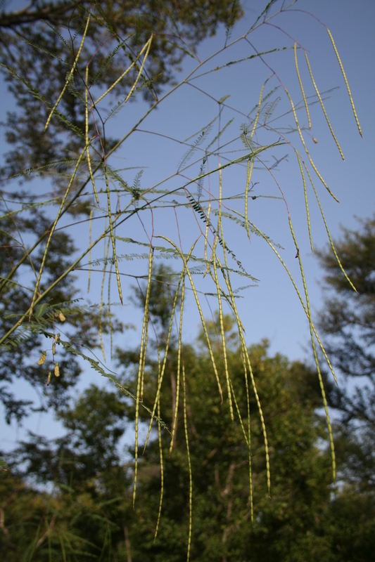 Image of Sesbania leptocarpa DC.