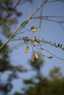 Image of Sesbania leptocarpa DC.