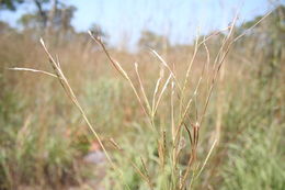 Image of Schizachyrium nodulosum (Hack.) Stapf