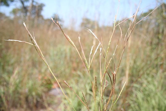 Imagem de Schizachyrium nodulosum (Hack.) Stapf