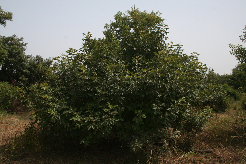 صورة Vitex chrysocarpa Planch.