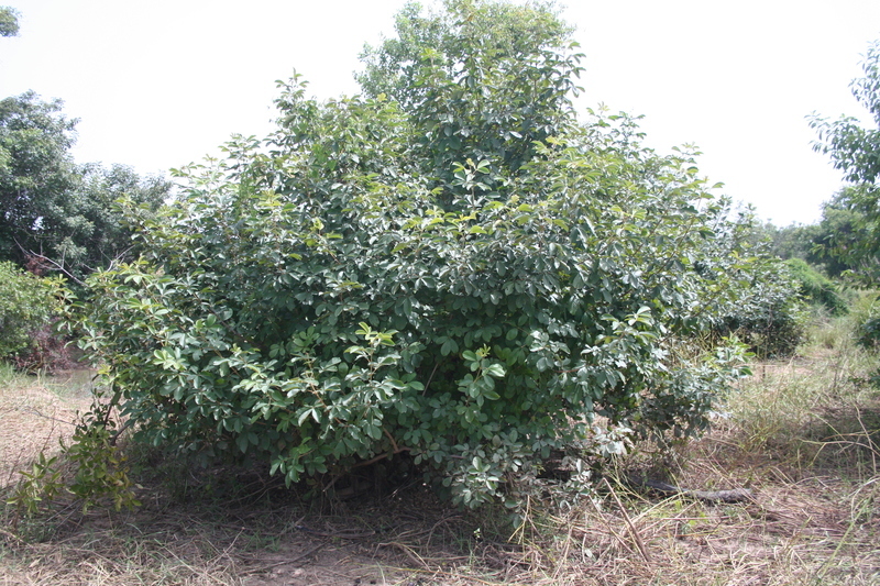 صورة Vitex chrysocarpa Planch.