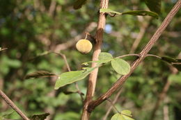 صورة Vitex chrysocarpa Planch.