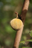 صورة Vitex chrysocarpa Planch.