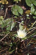 Image of Blue Egyptian lotus