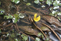 Image of Ottelia ulvifolia (Planch.) Walp.