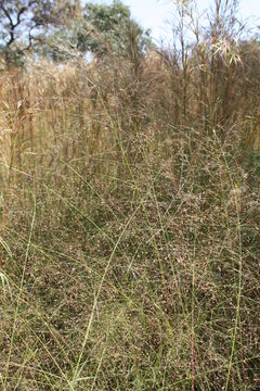 Image of Panicum pansum Rendle