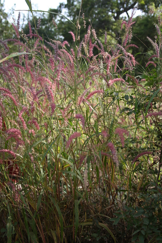 Image of <i>Pennisetum pedicellatum</i> Trin.