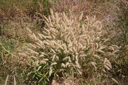 Imagem de <i>Pennisetum pedicellatum</i> Trin.