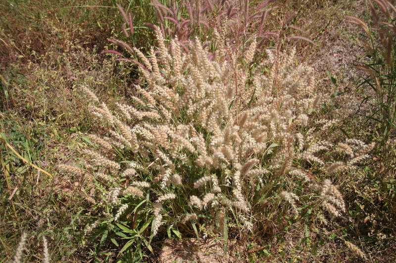 Image of <i>Pennisetum pedicellatum</i> Trin.