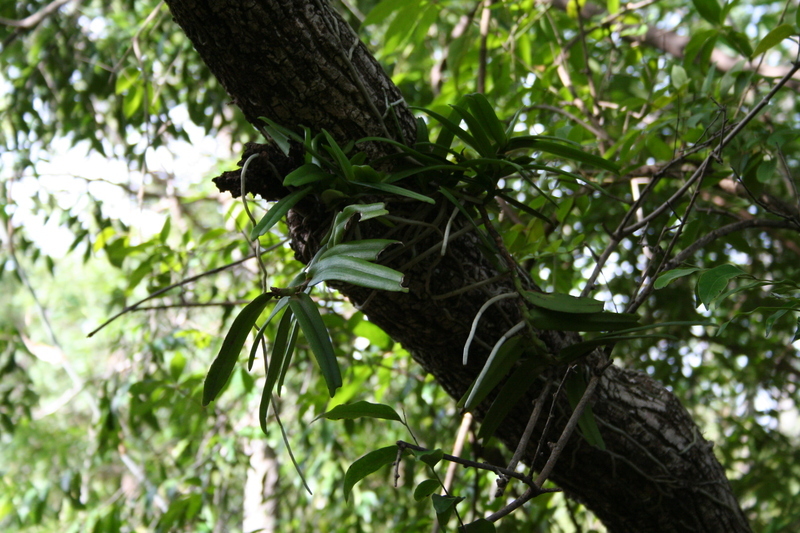 Image of Calyptrochilum christyanum (Rchb. fil.) Summerh.