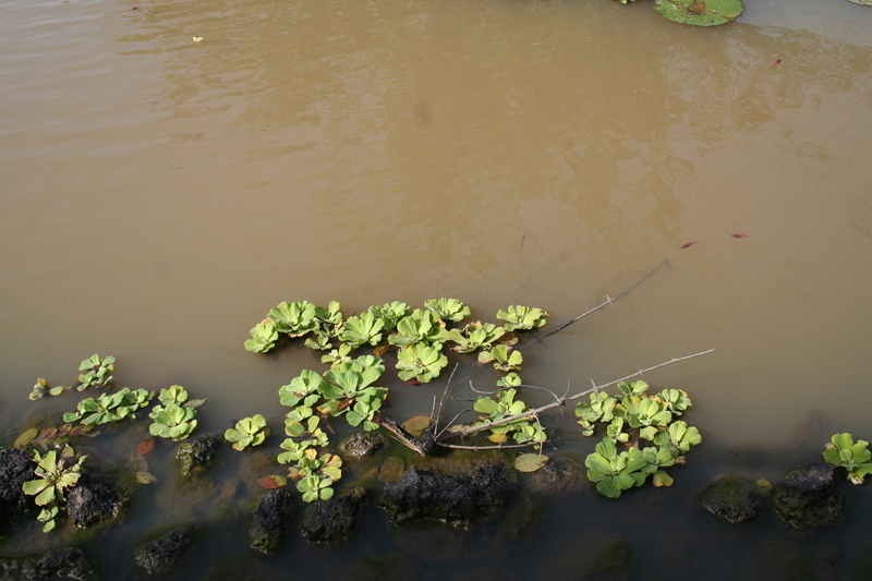 Image of water lettuce