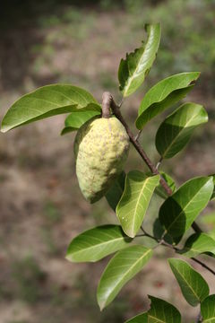 Image de Saba senegalensis (A. DC.) Pichon