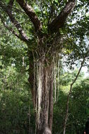 Image of Calyptrochilum christyanum (Rchb. fil.) Summerh.