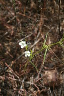 Image of Asiatic witchweed