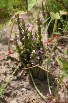 Imagem de Striga gesnerioides (Willd.) Vatke