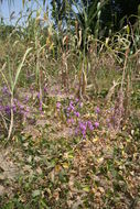 Image of purple witchweed