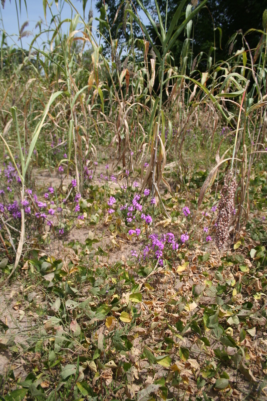 Plancia ëd Striga hermonthica (Del.) Benth.