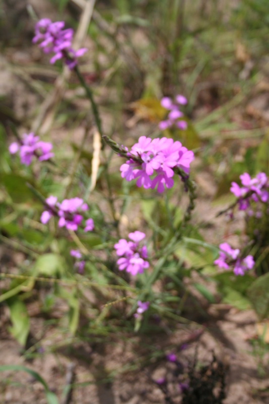 Image of purple witchweed
