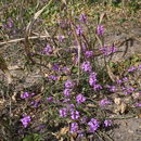 Image of purple witchweed