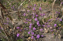 Image of purple witchweed