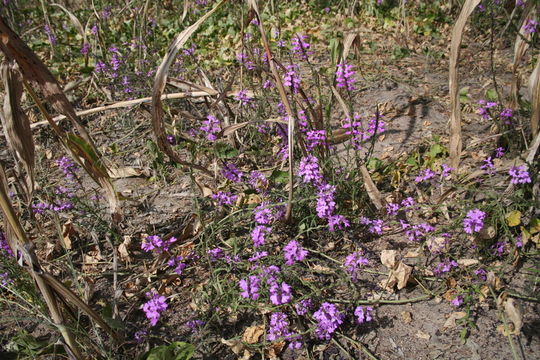 Imagem de Striga hermonthica (Del.) Benth.